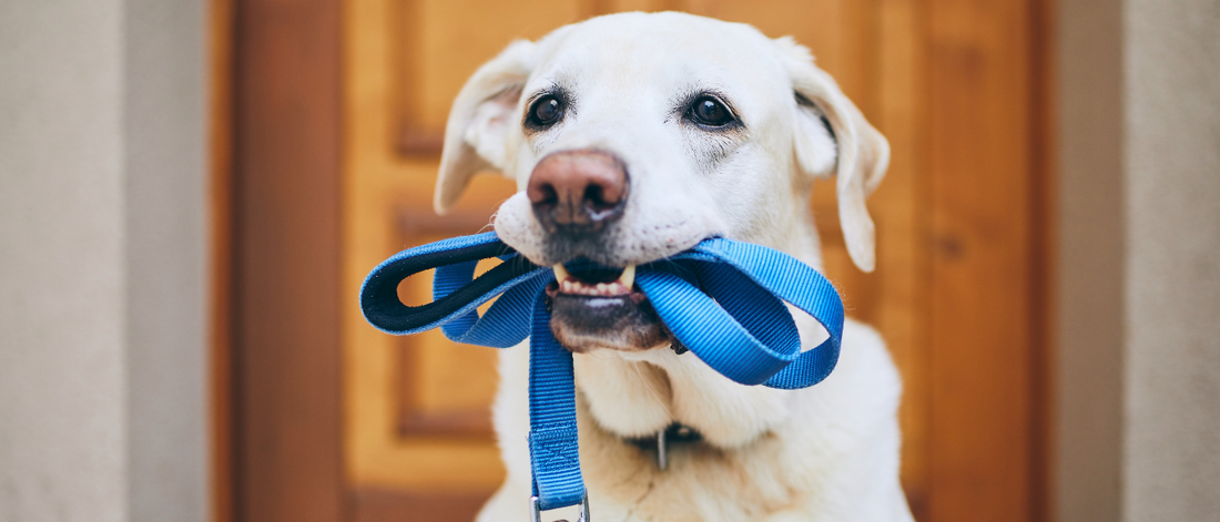 Accesorios para perros: guía de compra según tamaño, edad y uso