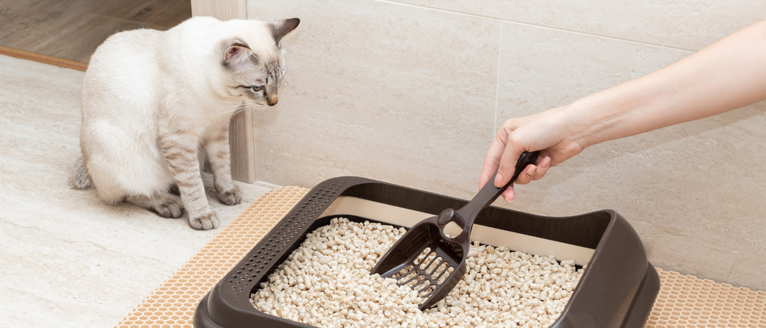 Qué arena para gatos elegir: aglomerante, sílice, vegetal, tofu o pellets