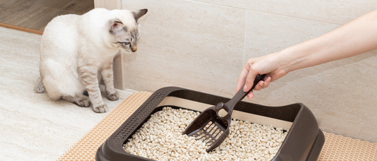 Qué arena para gatos elegir: aglomerante, sílice, vegetal, tofu o pellets