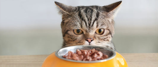 Comida húmeda o pienso para gatos: Cuál elegir y cuando usar latas gourmet