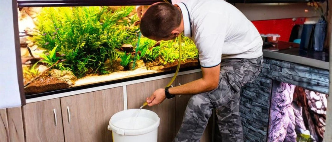 Cómo cambiar el agua del acuario