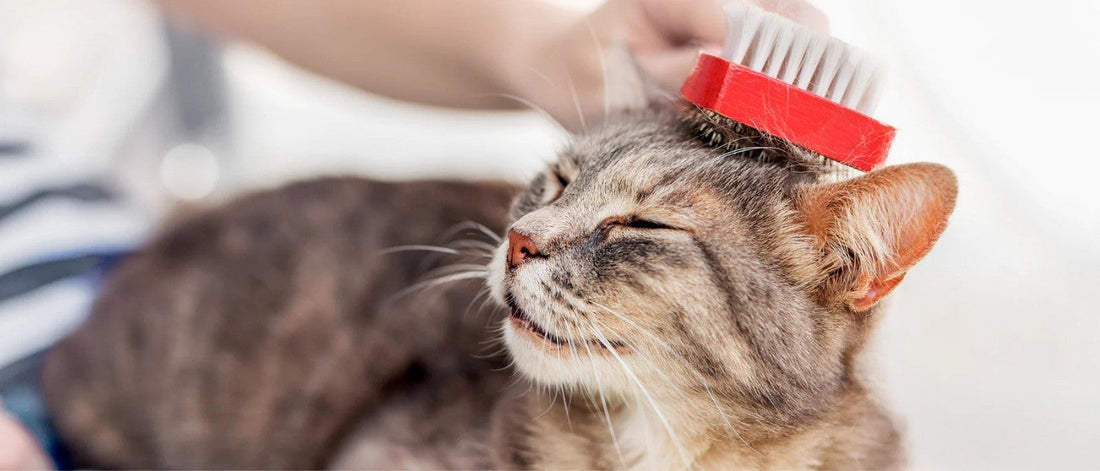 Cómo limpiar a tu gato sin necesidad de bañarlo