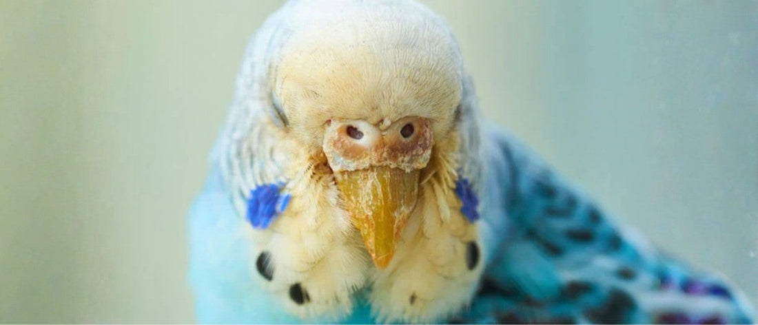 Cómo prevenir y tratar los ácaros en las aves