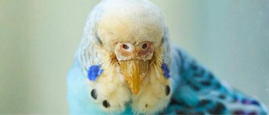 Cómo prevenir y tratar los ácaros en las aves