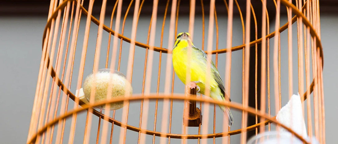 Cómo proteger a los pájaros del frío