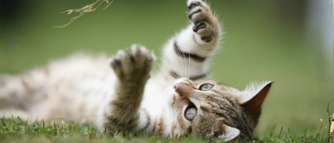 Cómo saber si tu gato tiene parásitos