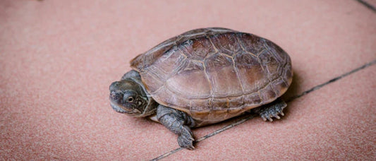 Cómo saber si una tortuga es hembra o macho