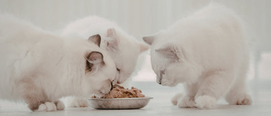¿Cuánta comida húmeda debe comer un gato al día? Según edad y peso