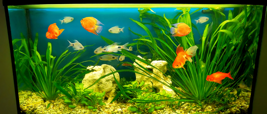 Filtro para acuario: qué revisar antes de comprar uno