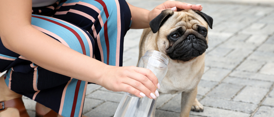 Golpe de calor en perros: cómo reconocer los síntomas, qué hacer en los primeros minutos y cómo prevenirlo