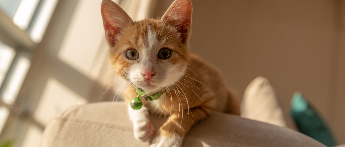 Juguetes para gatos: cómo elegir el más adecuado para que lo use de verdad