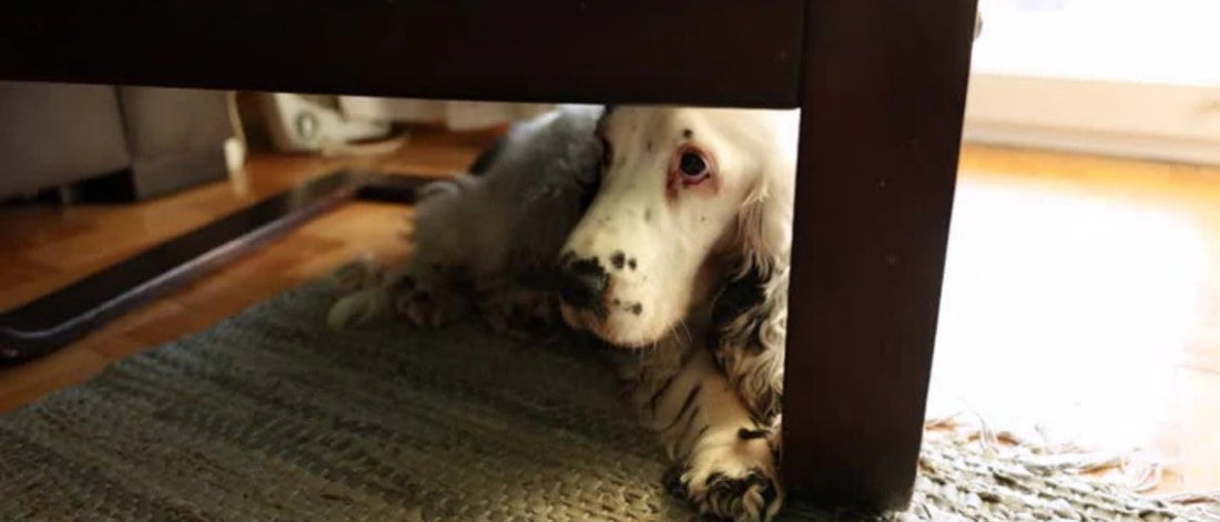 Mi perra tiene miedo a otros perros, ¿qué hago?