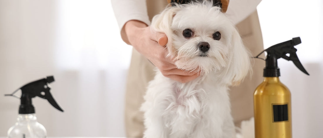 Peluquería canina y felina profesional