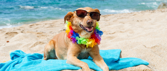 Playa para perros en Alicante: guía de playas caninas, normas y qué llevar