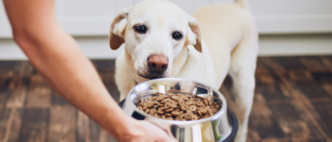 Pienso hipoalergénico para perros: cuándo elegirlo y qué tener en cuenta