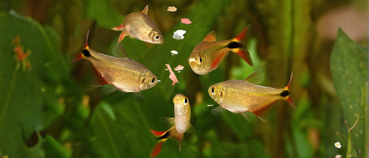 ¿Qué comen los peces? ¿Cuánto se les debe dar al día?