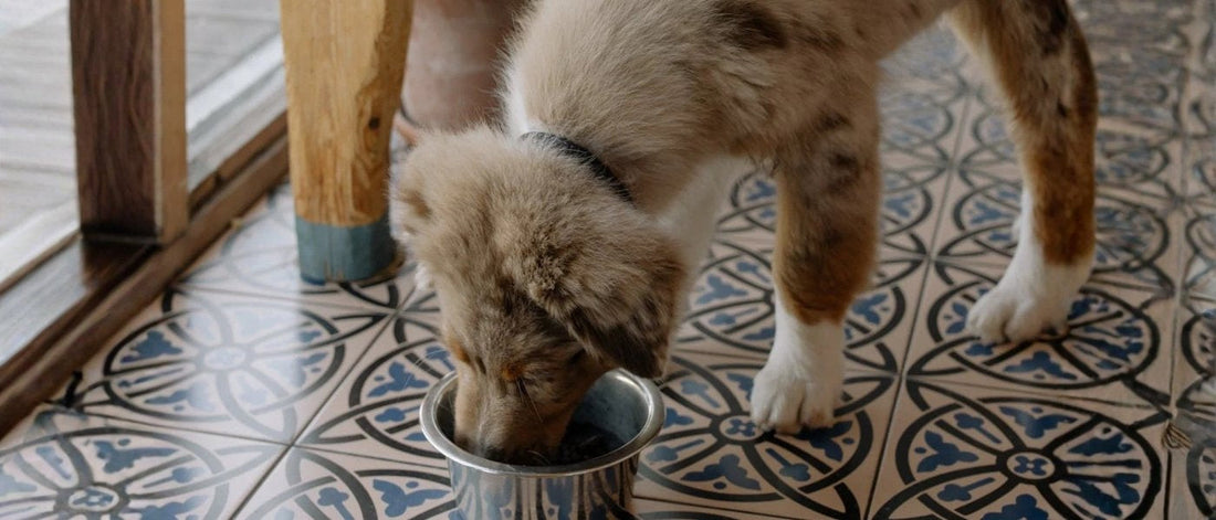 Qué darle de comer a un cachorro de 1 mes