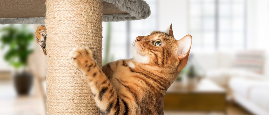Rascador para gatos: cómo elegir el más adecuado para tu gato