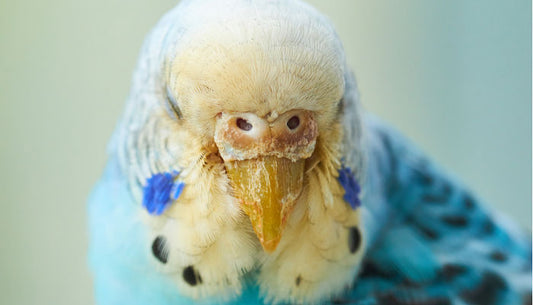 Cómo prevenir y tratar los ácaros en las aves