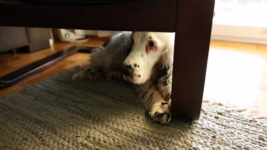 Mi perra tiene miedo a otros perros, ¿qué hago?