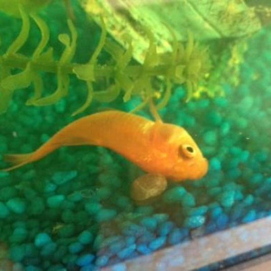 Mi pez flota de lado pero está vivo, ¿Qué le pasa?