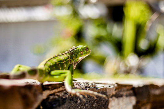 Qué come un lagarto: los mejores consejos para alimentarlo