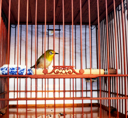 Cómo proteger a los pájaros del frío