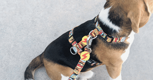 DASHI BOOM BACK HARNESS LARGE