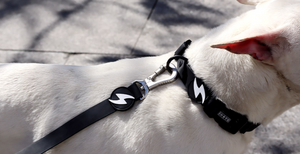 DASHI COLORFLEX BLACK COLLAR MEDIUM