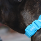 DASHI COLORFLEX BLUE COLLAR EXTRA SMALL