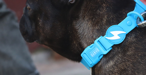 DASHI COLORFLEX BLUE COLLAR SMALL