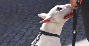 DASHI COLORFLEX BLACK BACK HARNESS SMALL