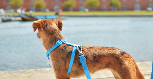 DASHI COLORFLEX BLUE BACK HARNESS EXTRA SMALL