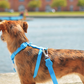 DASHI COLORFLEX BLUE BACK HARNESS LARGE