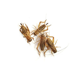 GRILLOS (RACIÓN ACHETTA DOMESTICUS)