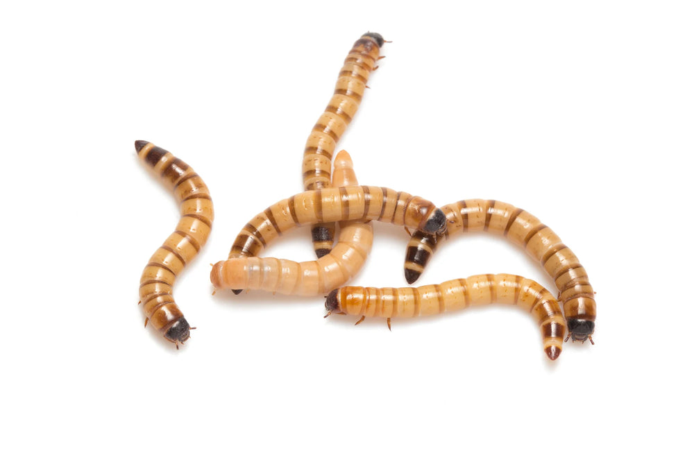 ZOPHOBIA MORIO (RACIÓN 50G)