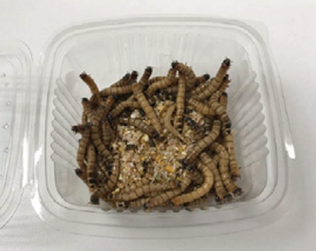 ZOPHOBIA MORIO (RACIÓN 50G)