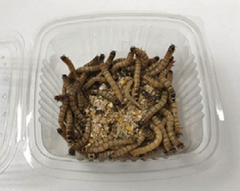 ZOPHOBIA MORIO (RACIÓN 50G)