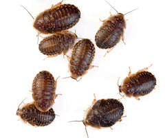 BLAPTICA DUBIA (RACIÓN 10 UNIDADES)