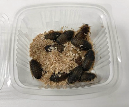 BLAPTICA DUBIA (RACION 10 UNIDADES)