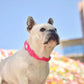 DASHI COLORFLEX PINK COLLAR MEDIUM