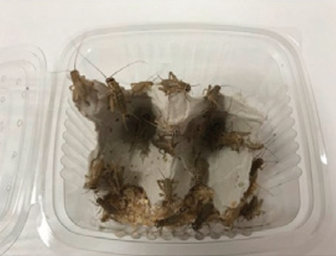 GRILLOS (RACION ACHETTA DOMESTICUS)