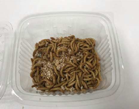 TENEBRIO MOLITOR (RAC. 50G)