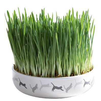 BOL DE CERAMICA GATO 15X4CM 50GR