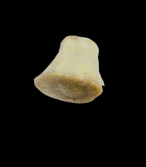 HUESO CALCIO RELLENO