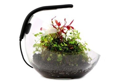 KIT PARA MONTAJE WABI KUSA